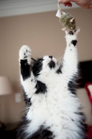 Picture of cat reaching for toy mouse