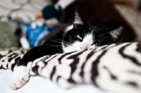 Picture of cat resting on bed