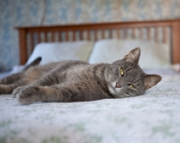 Picture of cat resting on bed