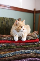 Picture of cat resting on blankets