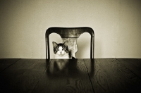 Picture of Cat sitting at table
