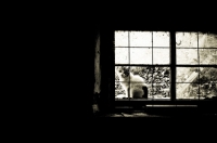 Picture of cat sitting in barn window