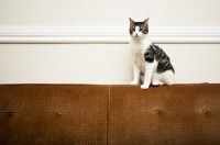 Picture of cat sitting on back of couch