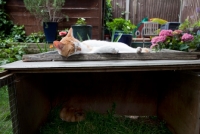 Picture of Cat sleeping on top of a hutch with Guinea Pig underneath