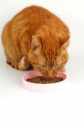 Picture of cat smelling a pink dish