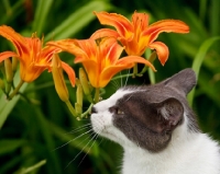 Picture of cat smelling flowers