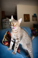 Picture of cat standing on chair