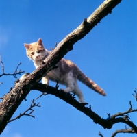 Picture of cat up a tree 