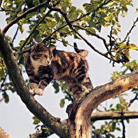Picture of cat up a tree