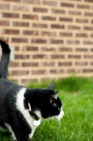 Picture of cat walking in garden, near wall