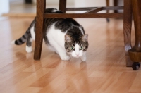 Picture of cat walking under chairs