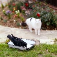 Picture of cat watching a jackdaw drinking from dish