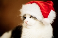 Picture of Cat wearing santa hat