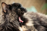 Picture of cat yawning