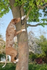 Picture of Catahoula leopard dog climbing tree to retrieve