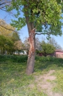 Picture of Catahoula leopard dog climbing tree to retrieve
