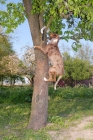 Picture of Catahoula leopard dog climbing tree to retrieve