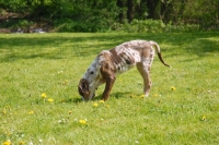 Picture of Catahoula leopard dog digging