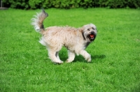 Picture of Catalan Sheepdog (aka Gos d'Atura) with ball