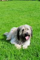 Picture of Catalan Sheepdog (aka Gos d'Atura) lying down