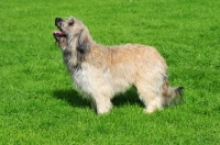 Picture of Catalan Sheepdog (aka Gos d'Atura) side view