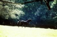 Picture of catherston night safe, famous  riding pony stallion, trotting in his paddock