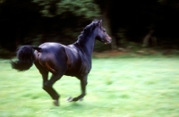 Picture of catherston night safe, famous  riding pony stallion, cantering in his paddock