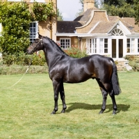 Picture of catherston night safe, riding pony, owner jennie loriston-clarke. one of the most famous pony stallions ever produced in the uk. 