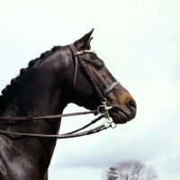 Picture of catherston night safe, riding pony, head study, owner jennie loriston-clarke. one of the most famous pony stallions ever produced in the uk. a prolific winner in hand and under saddle.