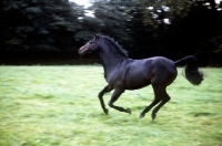 Picture of Catherston Nightsafe cantering in his paddock