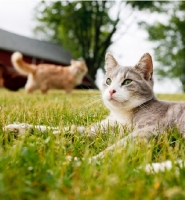 Picture of cats in garden