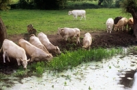 Picture of cattle at a riverside