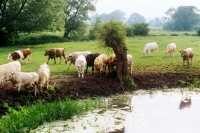 Picture of cattle at a riverside