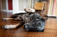 Picture of cattle dog mix lying on side with paw up