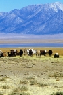 Picture of cattle in south western usa