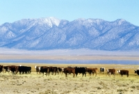 Picture of cattle in south western usa