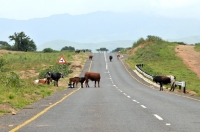 Picture of cattle on a road in South Africa