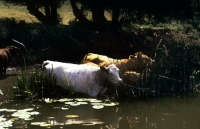 Picture of cattle on water grazing on reeds at riverside