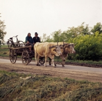 Picture of cattle pulling people in cart