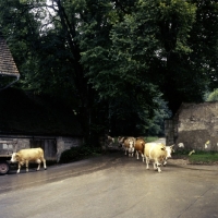 Picture of cattle returning from field at offenhausen, marbach, s. germany
