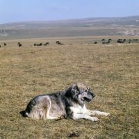 Picture of caucasian owtscharka, caucasian sheepdog, kabardine horses in background, in caucasian mountains