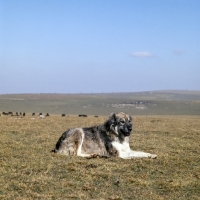 Picture of caucasian owtscharka, caucasian sheepdog, kabardine horses in background, in caucasian mountains