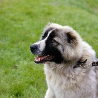 Picture of caucasian sheep dog (aka caucasian ovcharka), at a show, portrait