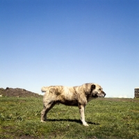 Picture of caucasian sheep dog, caucasian owtscharka, cropped ears, docked tail, in caucasus mountains, 