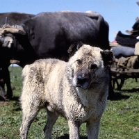 Picture of caucasian sheep dog, cropped ears with bullock cart in caucasian mountains 