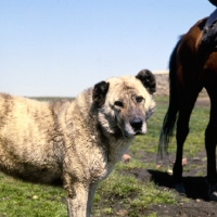 Picture of caucasian sheep dog, head study with kabardine horse behind, in caucasus mountains