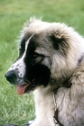 Picture of caucasian sheepdog at show, head study,