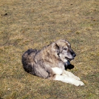 Picture of caucasian sheepdog lying in caucasus mountains