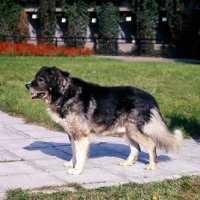 Picture of causasian sheepdog in moscow
