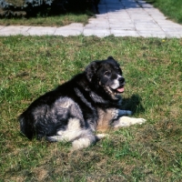 Picture of causasian sheepdog lying at moscow zoo